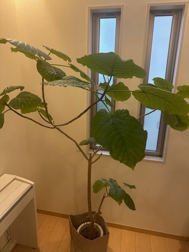 【最終価格】観葉植物　ウンベラータ　約180㎝