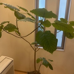 ウンベラータ　約180㎝の画像