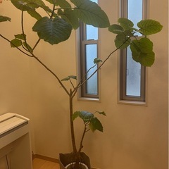 ウンベラータ　約180㎝の画像