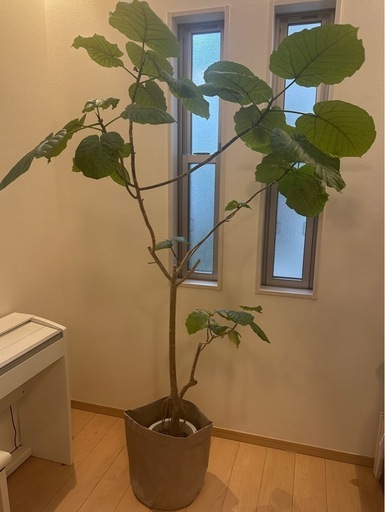 【最終価格】観葉植物　ウンベラータ　約180㎝