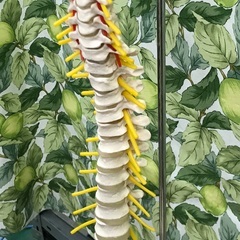 ⭐︎ドリーム2号館⭐︎⭐️ジモティー割引⭐️人体模型/脊髄模型/スタンド付の画像