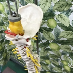 ⭐︎ドリーム2号館⭐︎⭐️ジモティー割引⭐️人体模型/脊髄模型/スタンド付の画像