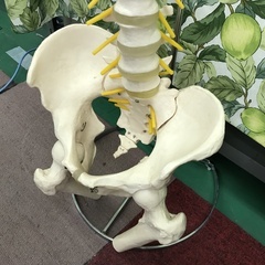 ⭐︎ドリーム2号館⭐︎⭐️ジモティー割引⭐️人体模型/脊髄模型/スタンド付の画像