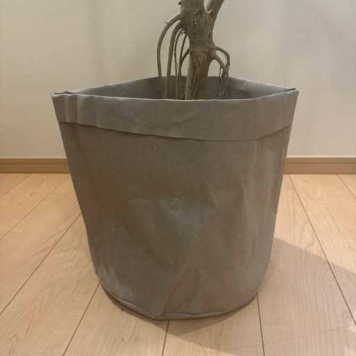 【最終価格】観葉植物　ウンベラータ　約180㎝