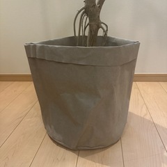 ウンベラータ　約180㎝の画像