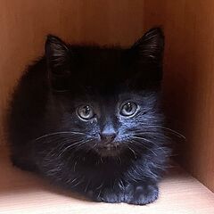 【サキちゃん♀】ちっちゃな黒猫ちゃん／生後２ヶ月