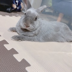 ネザーランドドワーフ　うさぎ　女の子　4歳