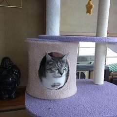 【お受渡し相談中】キャットタワー 据え置き式 158cm 【USED】 半年設置していますが美品の画像