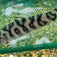 パキスタンローチーの画像