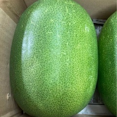 冬瓜の画像