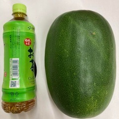 冬瓜の画像