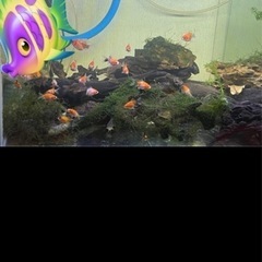 たまサバ稚魚の画像