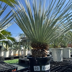 ③〜⑤.⑨.⑩ロストラータの画像