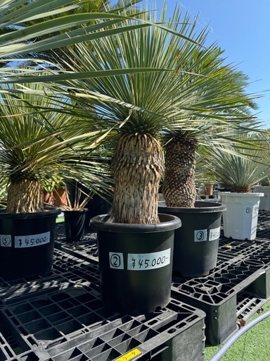 (値下げ)③〜⑤.⑨.⑩ロストラータ