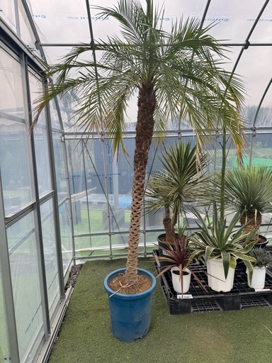 (値下げ)特大 フェニックス