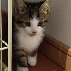 可愛い過ぎる子猫ちゃんの里親募集❤️