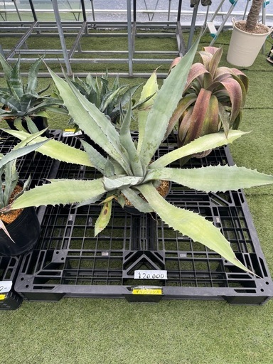 (値下げ)アガベ　ギガンテンシス