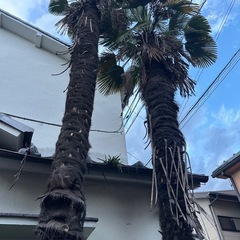 【無料】シュロの木2本（高さ5〜6m）｜専門業者による伐採・抜根が可能な方へ（川崎市宮前区）の画像