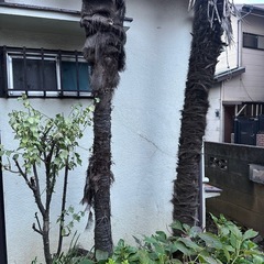 【無料】シュロの木2本（高さ5〜6m）｜専門業者による伐採・抜根が可能な方へ（川崎市宮前区）の画像