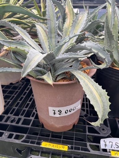 アガベ　エクスパンサ