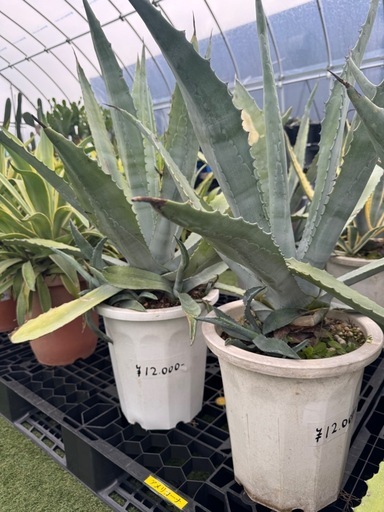 アガベ　アメリカーナ