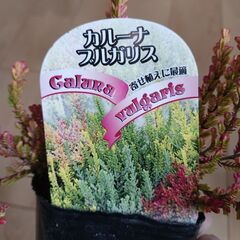 カルーナ　ブルガリス 3号　ポット苗　カラーリーフ　寄せ植えの画像