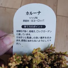 カルーナ　ブルガリス 3号　ポット苗　カラーリーフ　寄せ植えの画像