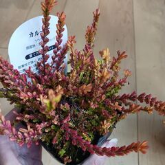 カルーナ　ブルガリス 3号　ポット苗　カラーリーフ　寄せ植えの画像