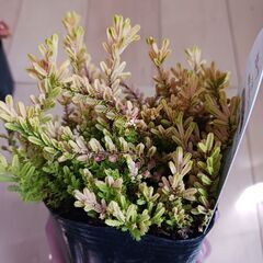 カルーナ　ブルガリス 3号　ポット苗　カラーリーフ　寄せ植えの画像