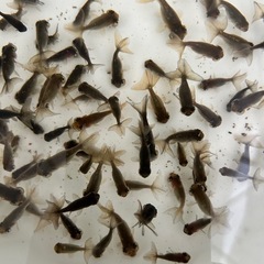 ちび水泡眼当歳退色の画像