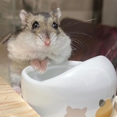 ミニマルランド ハムちゃんのフード付食器 小動物　ハムスターの画像