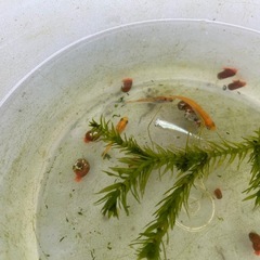 メダカ　４匹　アナカリス　レッドラムズホーン　全てセットの値段ですの画像