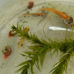 メダカ　４匹　アナカリス　レッドラムズホーン　全てセットの値段ですの画像