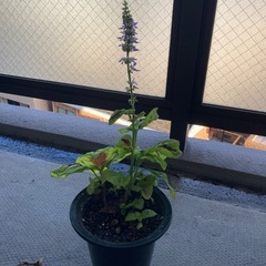 コリウス（金蘭紫蘇）
の画像