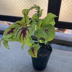 コリウス（金蘭紫蘇）
の画像