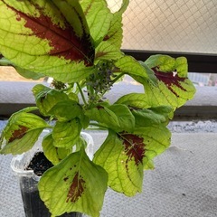 コリウス（金蘭紫蘇）
の画像