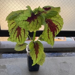 コリウス（金蘭紫蘇）
の画像