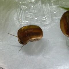 ラムズホーン10匹お譲りしますの画像