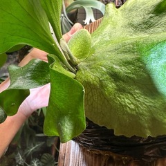 P.hillii  'Sattahip' sporeの画像