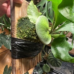 P.hillii  'Sattahip' sporeの画像