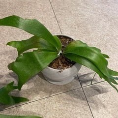 ビカクシダの画像