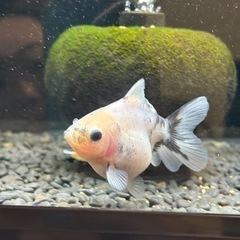 シルクローズテールオランダの画像