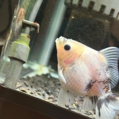 シルクローズテールオランダの画像