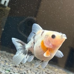 シルクローズテールオランダの画像