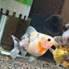 シルクローズテールオランダの画像