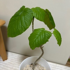 フィカスウンベラータの画像