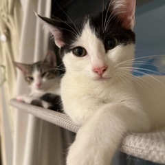 【受付終了】☆沖縄から来た7/13生まれの女の子☆初期医療済み - 猫