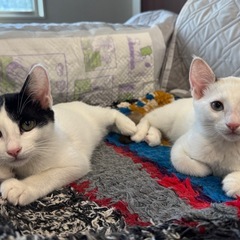 【受付終了】☆沖縄から来た7/13生まれの女の子☆初期医療済み - 里親募集