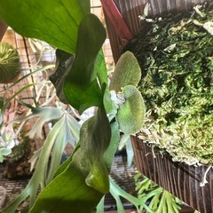 P.sambawense  sporeの画像