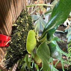 P.sambawense  sporeの画像